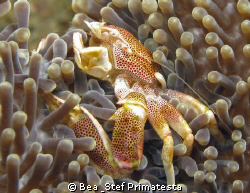 Porcelain crab (Neopetrolisthes maculatus). Canon G9 & In... by Bea & Stef Primatesta 